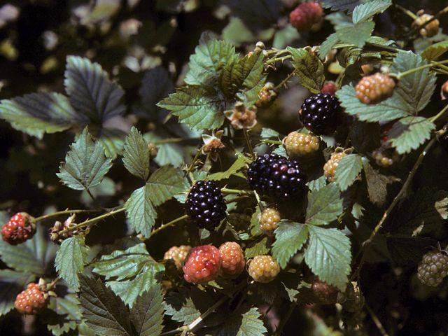Nature's Berry Palette: Vibrant & Fresh