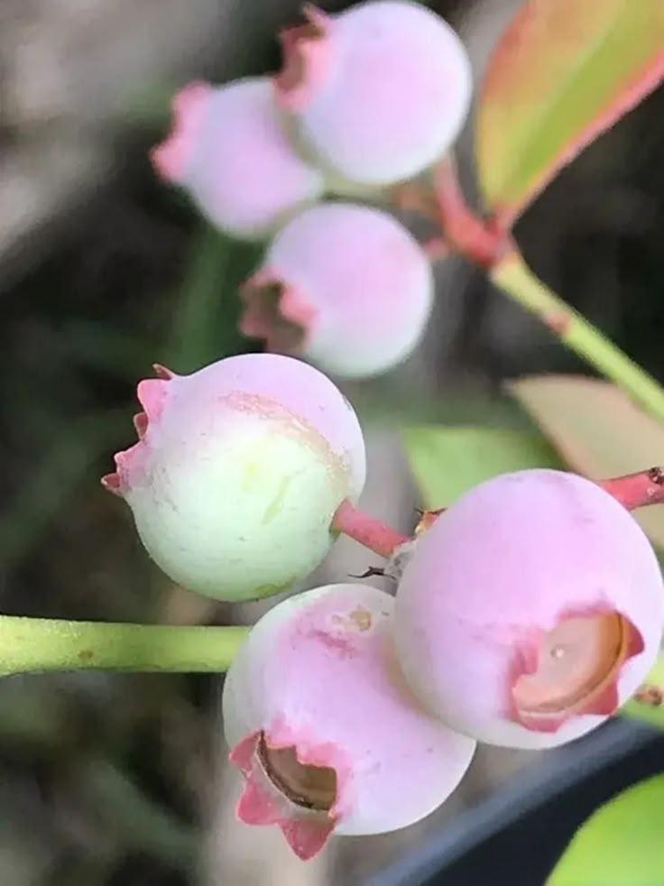 Berry Bounty: Nature's Sweet Ambrosia